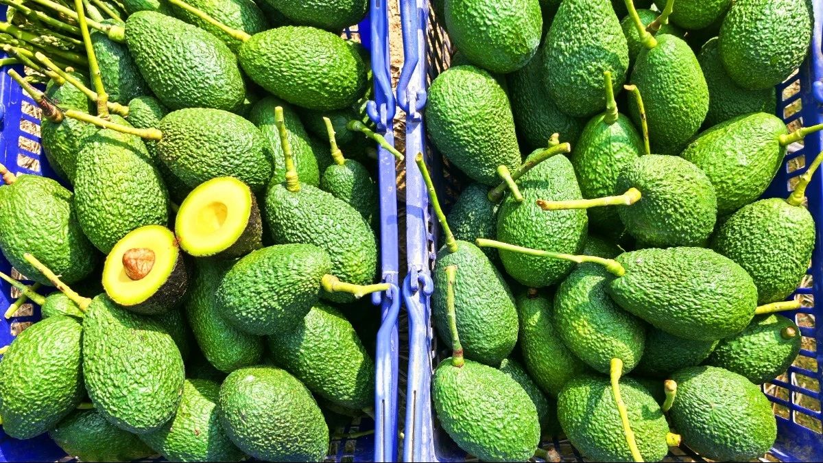 微信圖片_20241030114800