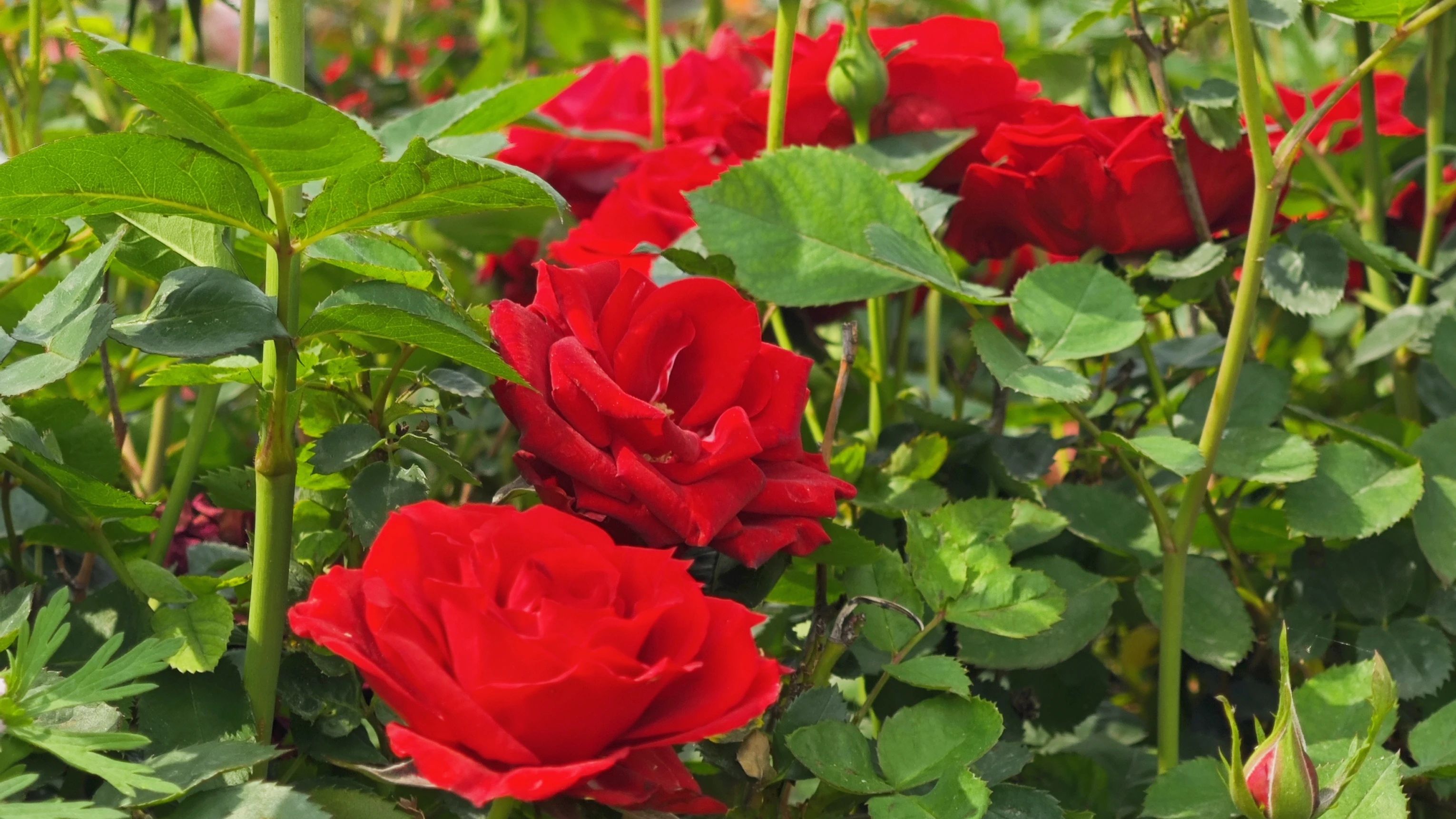 微信圖片_20250414100349